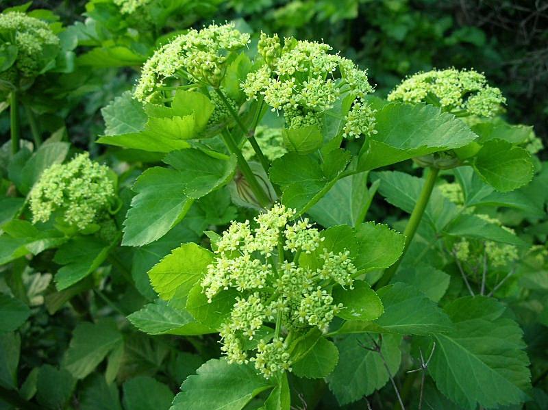 Smyrnium olusatrum / Corinoli comune, Macerone